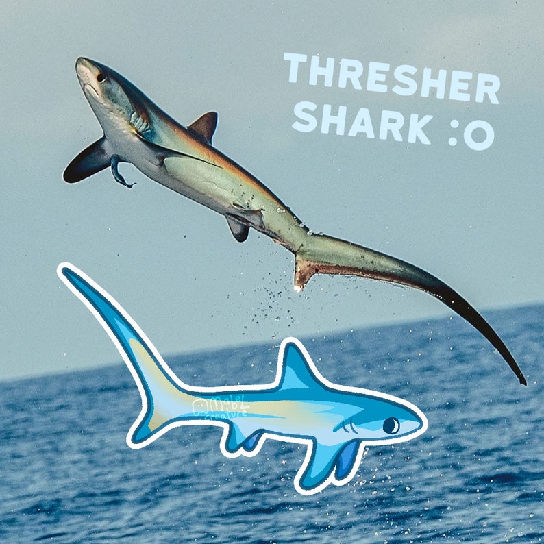 May include: A blue thresher shark with a long, thin tail swims through the water. The text "THRESHER SHARK :O" is written in white letters on a blue background.
