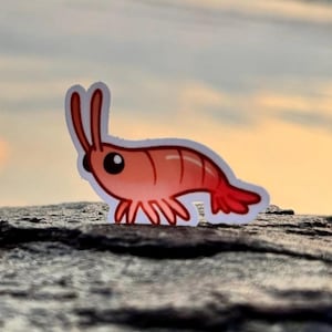 May include: A cartoon sticker of a pink shrimp with large eyes and a white outline. The sticker is on a gray textured surface.
