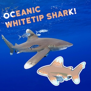 May include: A whitetip reef shark swims in the blue ocean. The shark has a white tip on its tail fin. The shark is swimming near the surface of the water. The text "OCEANIC WHITETIP SHARK!" is written in white letters on a blue background.