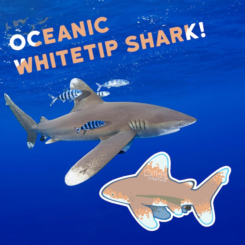 May include: A whitetip reef shark swims in the blue ocean. The shark has a white tip on its tail fin. The shark is swimming near the surface of the water. The text "OCEANIC WHITETIP SHARK!" is written in white letters on a blue background.