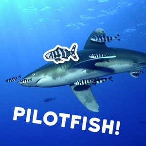 May include: A black and white shark with a black and white fish swimming above it. The shark is swimming in blue water. The text "PILOTFISH!" is written in white letters on a blue background.