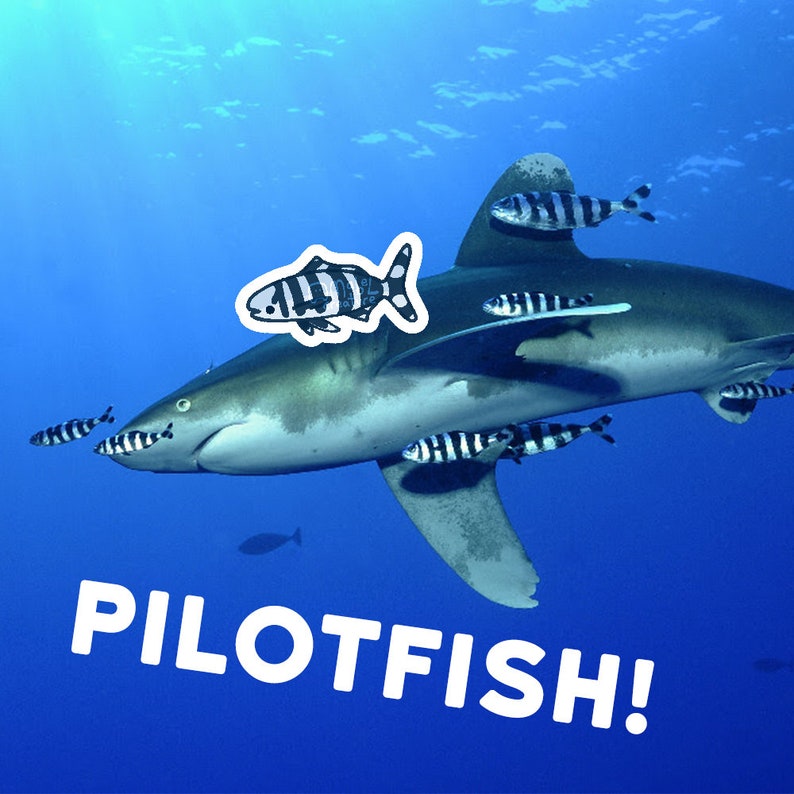 May include: A black and white shark with a black and white fish swimming above it. The shark is swimming in blue water. The text "PILOTFISH!" is written in white letters on a blue background.