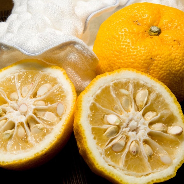 10 rare seeds Yuzu Lemon - Japan Hardy Citrus