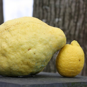 10 seeds World largest lemon - Giant citron - Ponderosa lemon