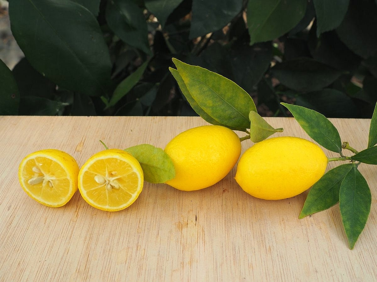 10 Zaden ZELDZAAM Eustis Limequat Limequat Lara limoen x kumquat Zeer