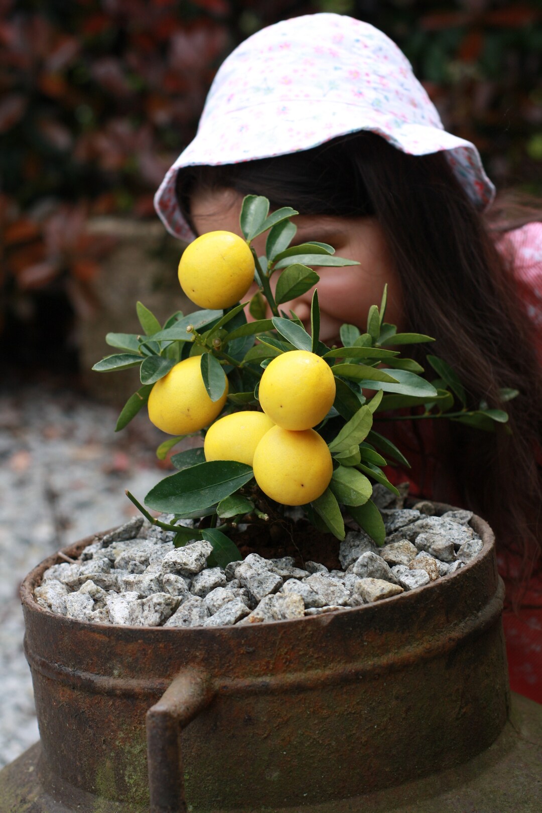 10 Zaden ZELDZAAM Eustis Limequat Limequat Lara limoen x kumquat Zeer