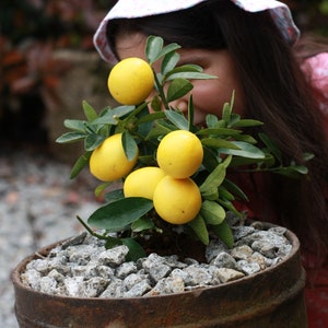 10 graines RARES !  Eustis Limequat - Limequat Lara (lime x kumquat) - Arbre de patio très rare - Limonella Lara