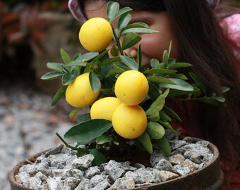 10 Eustis Limequat Samen - Seltene Limette x Kumquat, Terrasse Baum