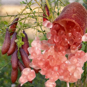 May include: Close-up of a pink finger lime fruit with its flesh exposed, revealing small, juicy pink pearls. The fruit is attached to a branch with several other finger limes, all with a deep red-purple hue.
