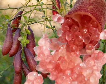 10-vingerige linde - citruskaviaar - geënt