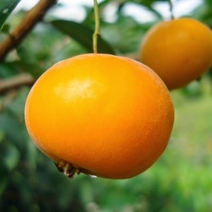 10 Uvaia seeds - Rare fruit - Eugenia pyriformis - Very sweet, juicy and medicinal fruit