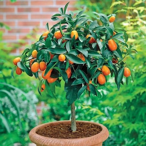 Op de afbeelding: Een kleine gepotte citrusboom met groene bladeren en veel kleine oranje vruchten. De boom staat in een terracotta pot.