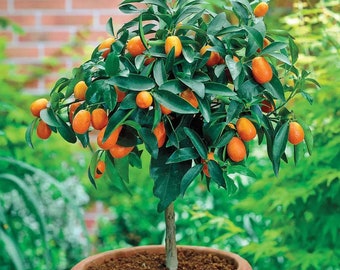 10 semi di kumquat - albero di agrumi dolci