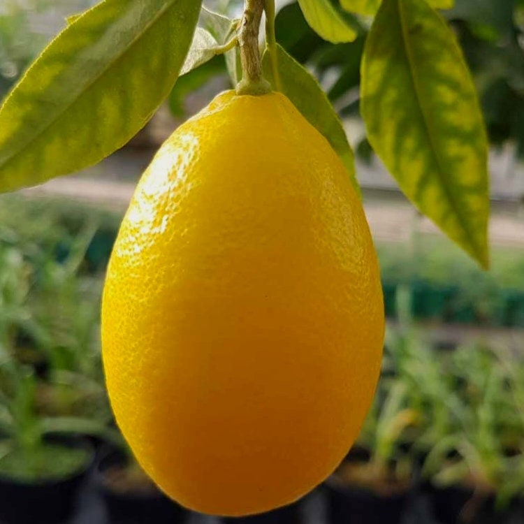 10 Zaden ZELDZAAM Eustis Limequat Limequat Lara limoen x kumquat Zeer