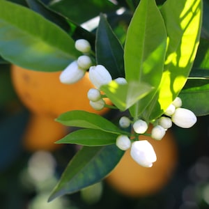 10 Seeds Algarve orange, the art of tasting Portugal, very big and tasty orange, very juicy orange