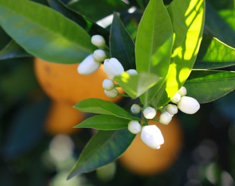 10 Algarve Orange Seeds, Portuguese Heirloom Variety