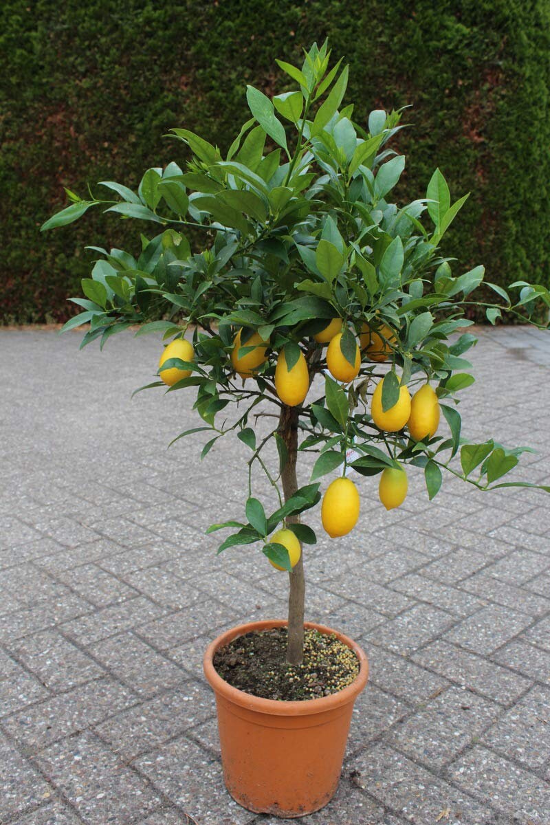 10 Zaden ZELDZAAM Eustis Limequat Limequat Lara limoen x kumquat Zeer
