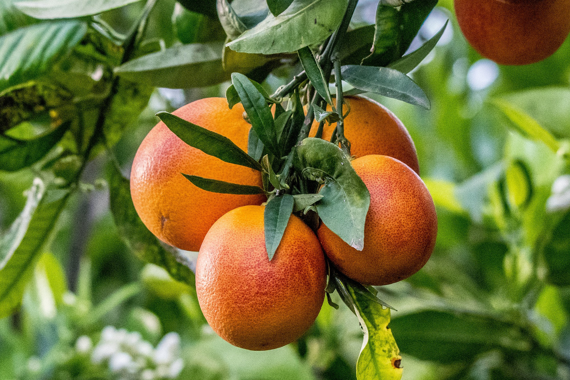 10 Seeds Red Orange - Moro Orange - Sweet and Beautifully Colored