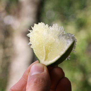 ¡10 semillas raras! - Lima dedo &#39;Tasty green&#39; - Caviar de cidra - Citrus australasica - Fruta muy rara y cara - Caviar de limón