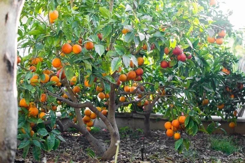 10 Seeds Red Orange - Moro Orange - Sweet and Beautifully Colored