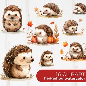 Op de afbeelding: Watercolor clipart set met meerdere schattige egels in verschillende poses, omringd door herfstbladeren en pompoenen. De afbeelding bevat de tekst "16 CLIPART hedgehog watercolor".