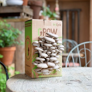 GroCycle Oyster Mushroom Grow Kit - Ready to Grow Organic Mushroom Growing Kit - Grow your own Mushrooms Gifts for Men, Women & Kids
