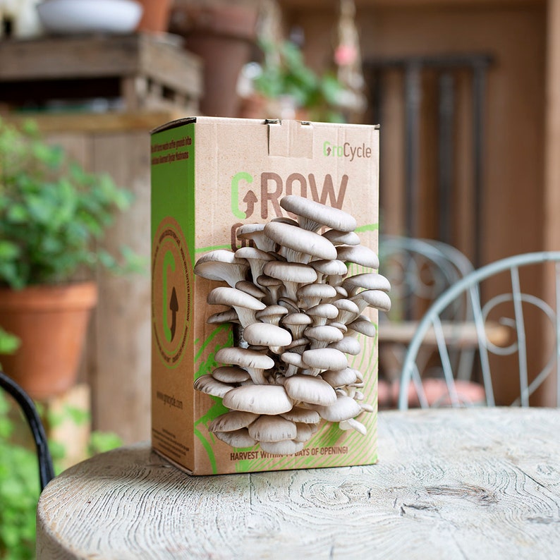 Grocycle Oyster Mushroom Grow Kit Ready to Grow Organic Mushroom