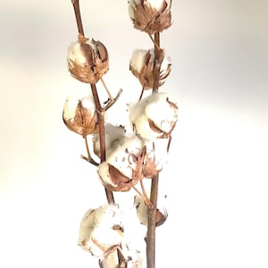echter Baumwollzweig Cotton mit 6 Köpfen Trockenblume Boho Wohndekor