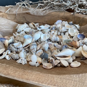 Mini conchiglie mix 500g decorazione naturale marittima fai da te artigianato mare