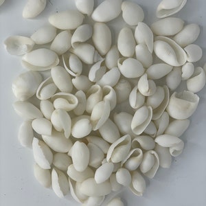 Mini conchiglie 250g bianco panna decorazione naturale marittima artigianale fai da te mare