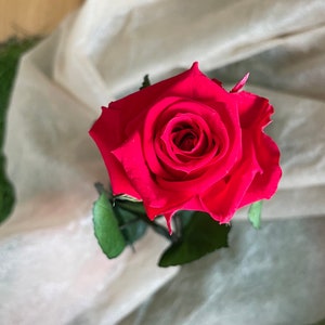 preserved rose red with stem infinity roses preserving roses durable dried flowers preserved dried flowers