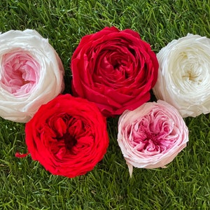English roses 5 cm infinity roses preserving roses preserved dried flowers 7 colors colours