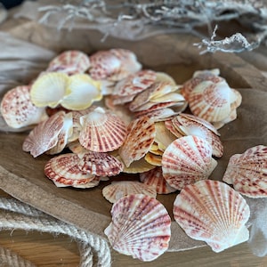 Coquillage décoration coquillage Lambis Lambis XXL vintage décoration naturelle maritime bohème DIY artisanat mer cartes de visite
