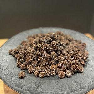 Casurina cones pods 1-2.5 cm 200g dried fruits decoration natural