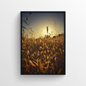 Könnte beinhalten: Ein Feld mit hohem, goldenem Gras, im Hintergrund geht die Sonne unter. Das Gras wird vom Sonnenlicht angestrahlt und erzeugt einen warmen, goldenen Schein.