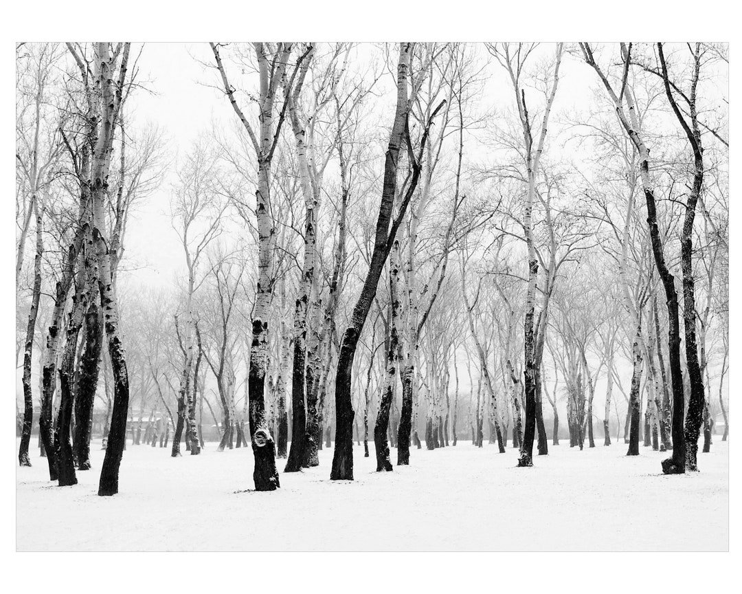 Silver Birch Trees Downloadable Wall Art,silver Birch Snow Photography,silver Birch Trees