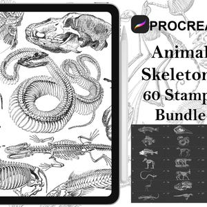 Op de afbeelding: Een digitale illustratie van 60 dieren skeletten, waaronder een slang, een vis, een vogel en een zoogdier. De afbeelding wordt weergegeven op een tablet scherm met het Procreate app logo en de tekst "Animal Skeletons 60 Stamps Bundle".