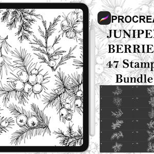 Pode incluir: Uma ilustração digital de bagas de zimbro e ramos sobre um fundo branco. A imagem é uma pré-visualização de um pacote de carimbos Procreate com 47 carimbos.