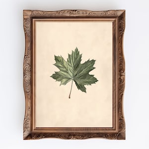 May include: A framed print of a green maple leaf on a cream background. The frame is brown wood with a decorative ornate design.
