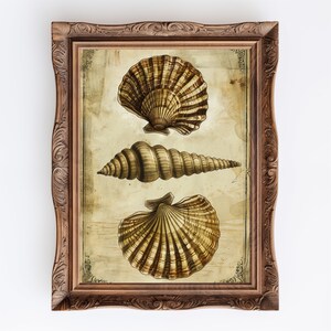 May include: A framed illustration of three seashells in shades of brown and beige. The shells are arranged vertically in a vintage style with a textured background.