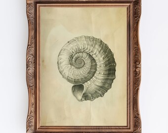 Può includere: Una stampa incorniciata di un'illustrazione dettagliata di una conchiglia di nautilus in tonalità di grigio e bianco. La conchiglia è a spirale e ha una superficie testurizzata.