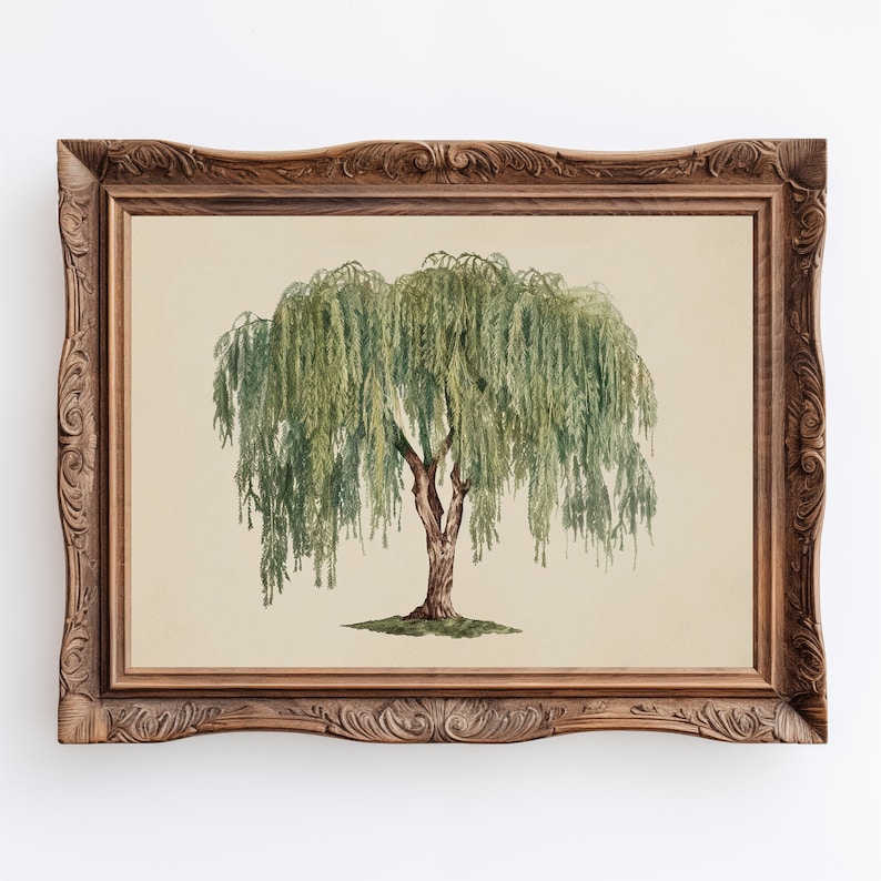 Willow tree poster capturing the delicate beauty of weeping willow branches, ideal for green academia-inspired decor.
