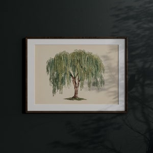 Graceful willow tree in a botanical print, offering a serene and verdant visual for minimalist wall art enthusiasts.