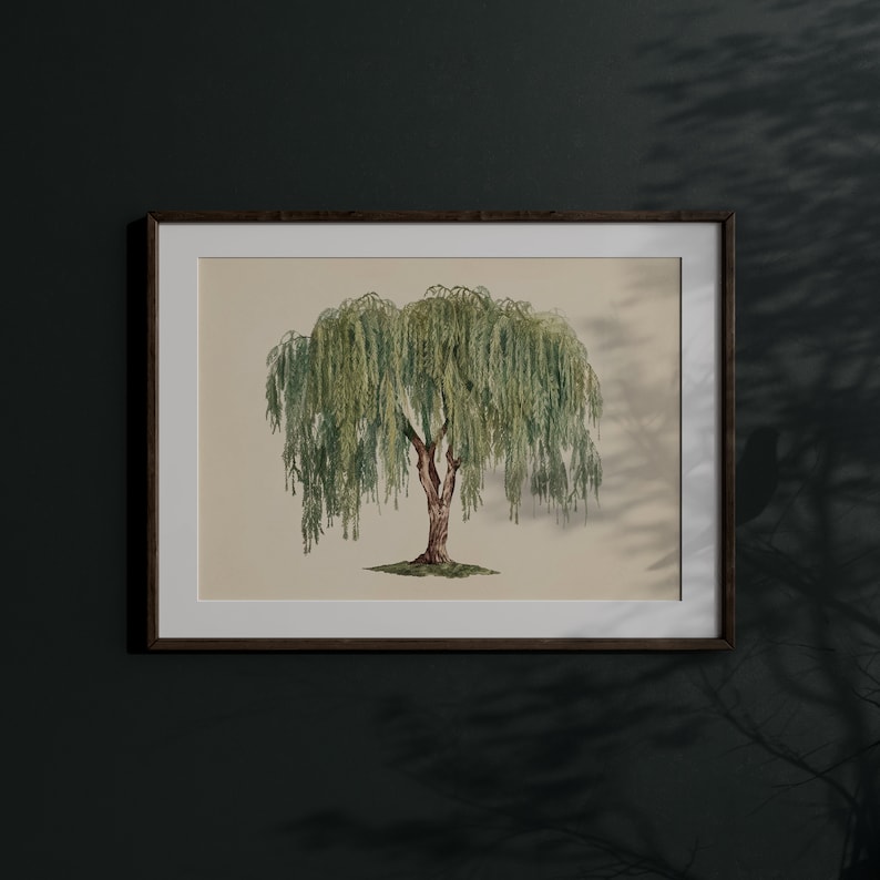 Graceful willow tree in a botanical print, offering a serene and verdant visual for minimalist wall art enthusiasts.
