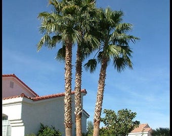Mexican Fan Palm Seeds (Washingtonia Robusta) Freshly Harvested and Cleaned