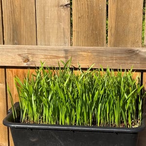 40 Mexican Fan Palm Seedlings 5-8" Washingtonia Robusta (Bare Root)