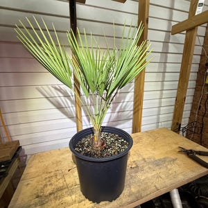 European Fan Palm Chamaerops Humilis 3 Gallon 20-24”+ Mediterranean Fan Palm