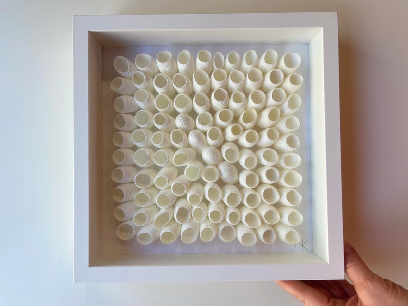 May include: A square artwork framed in white, featuring a grid of white silk cocoons.
