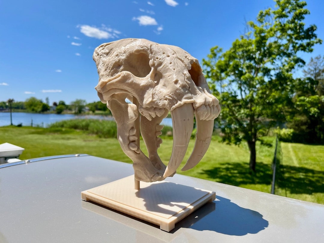 Sabertooth Tiger Smilodon Fossil Skull 3D Printed Replica Full Sized 1