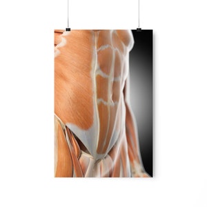 Buikspieren Illustratie Premium Matte Verticale Posters